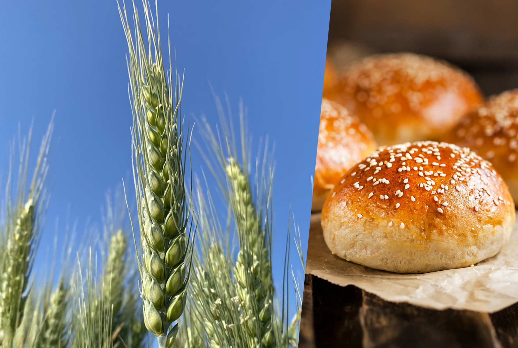 Activity : la vidéo technique